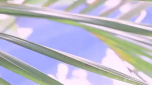 Softcore action with Kitties Katya and Danica in bras and pants